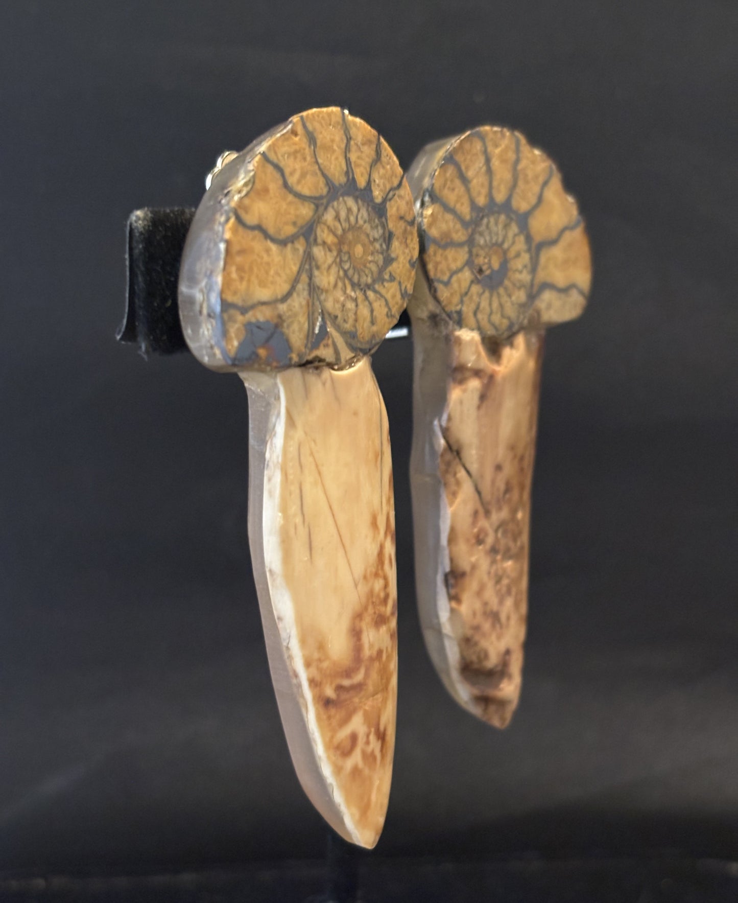 Ammonite, Arrowhead