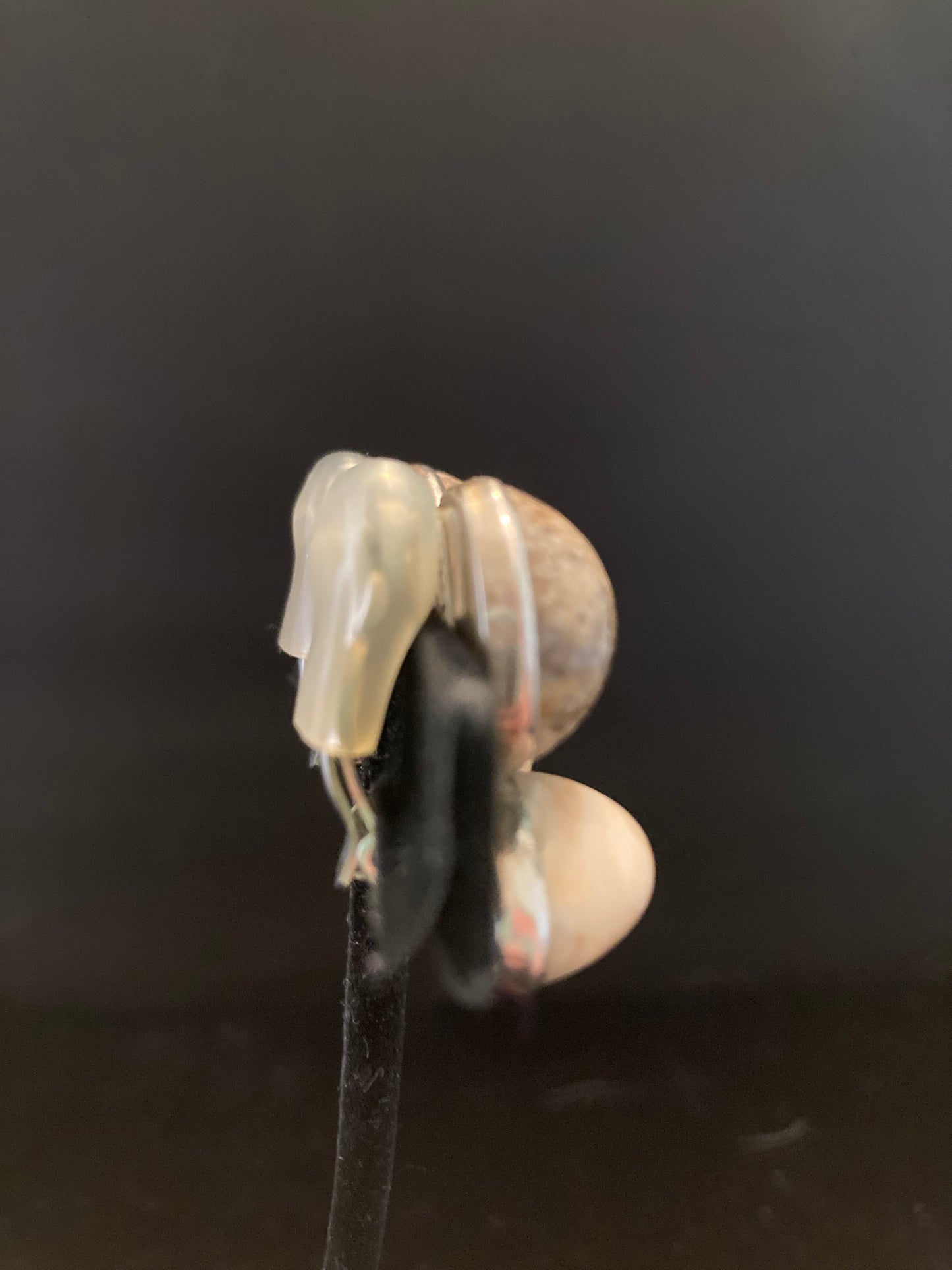 Petrified Wood
