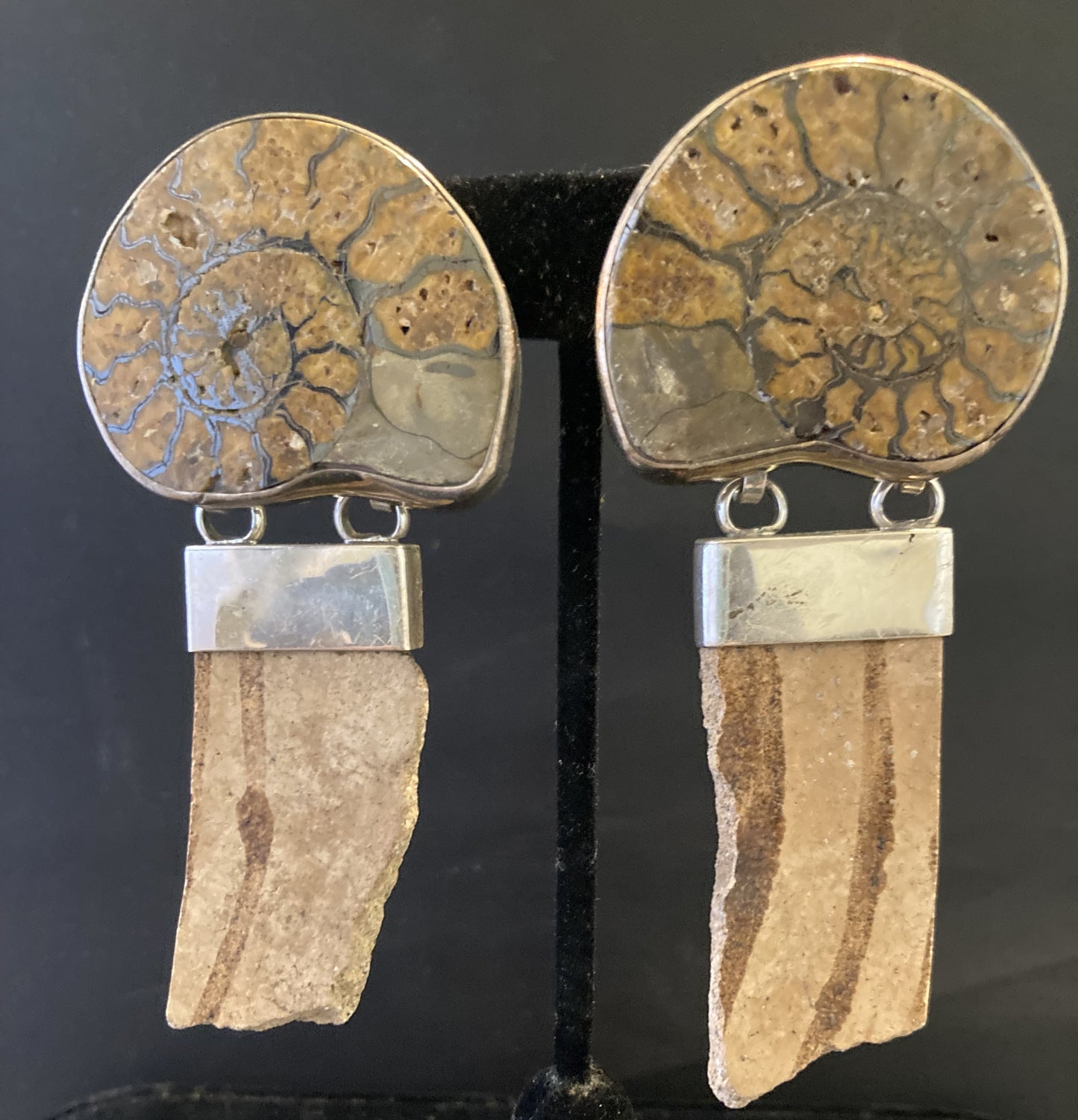 Vintage Ammonite