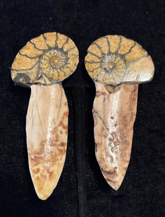 Ammonite, Arrowhead
