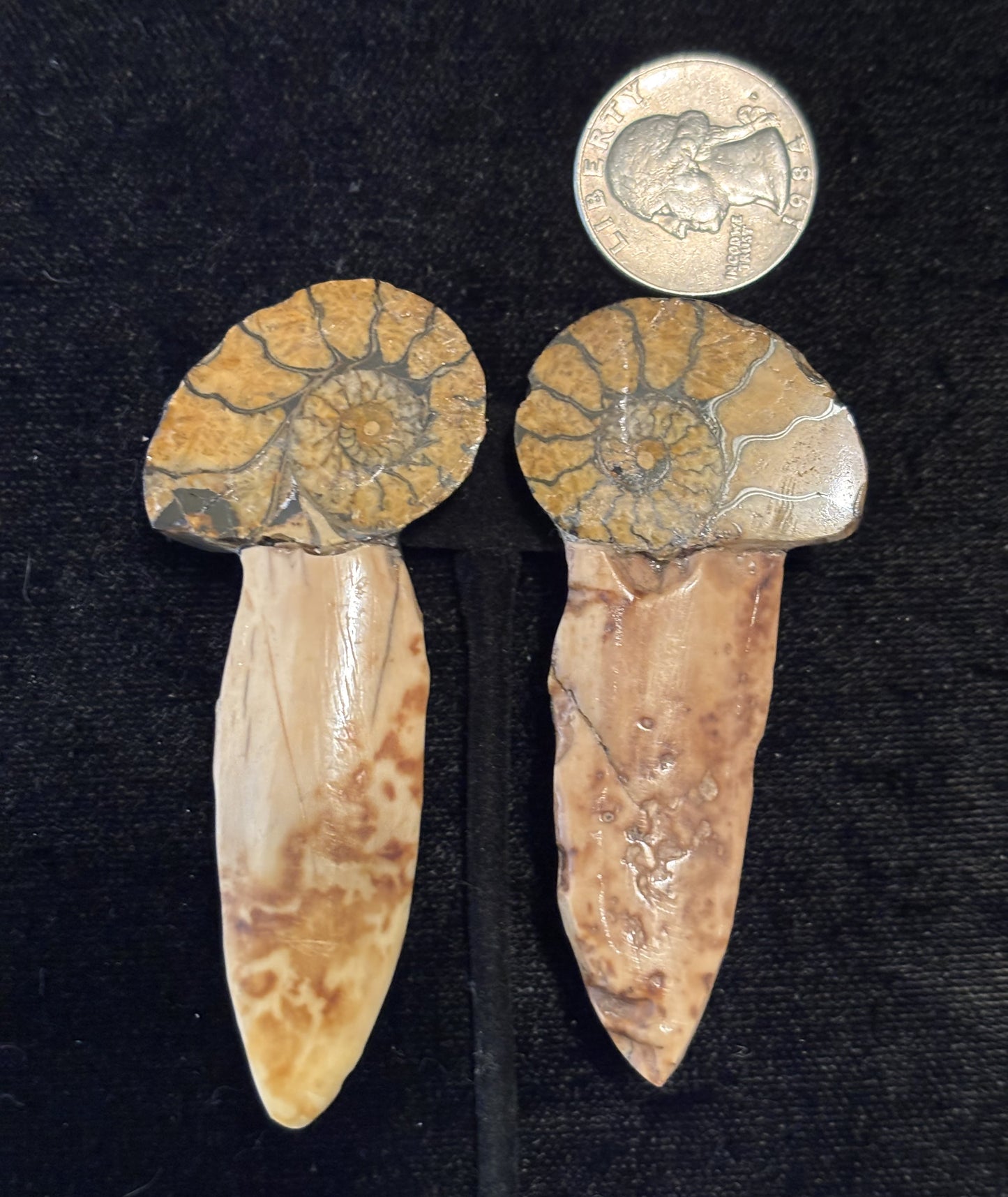 Ammonite, Arrowhead