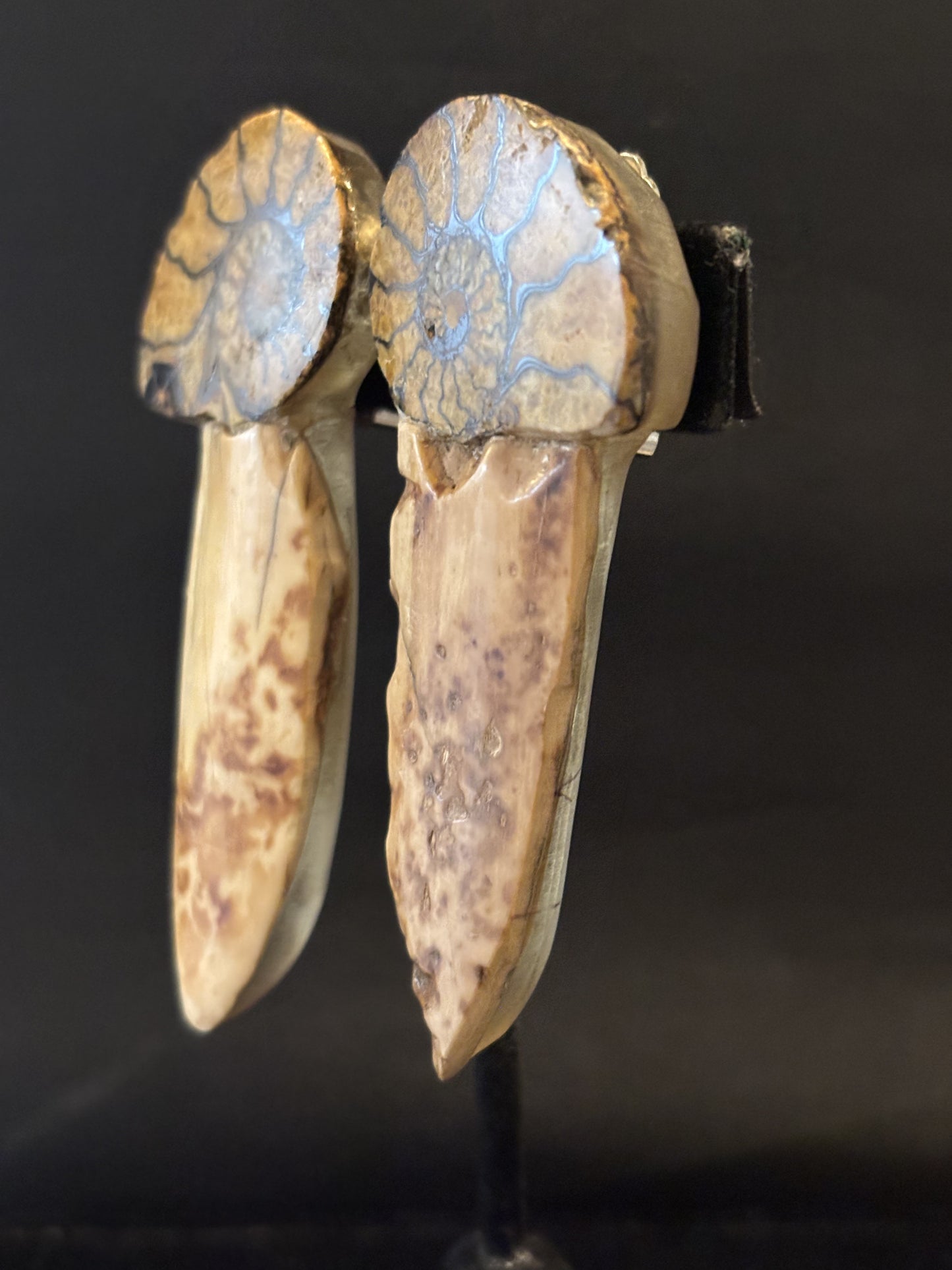 Ammonite, Arrowhead